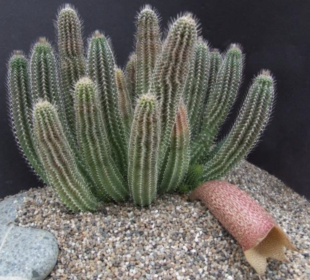 grandiflora /i> berger)是萝摩科,丽钟角属的多年生肉质草本植物