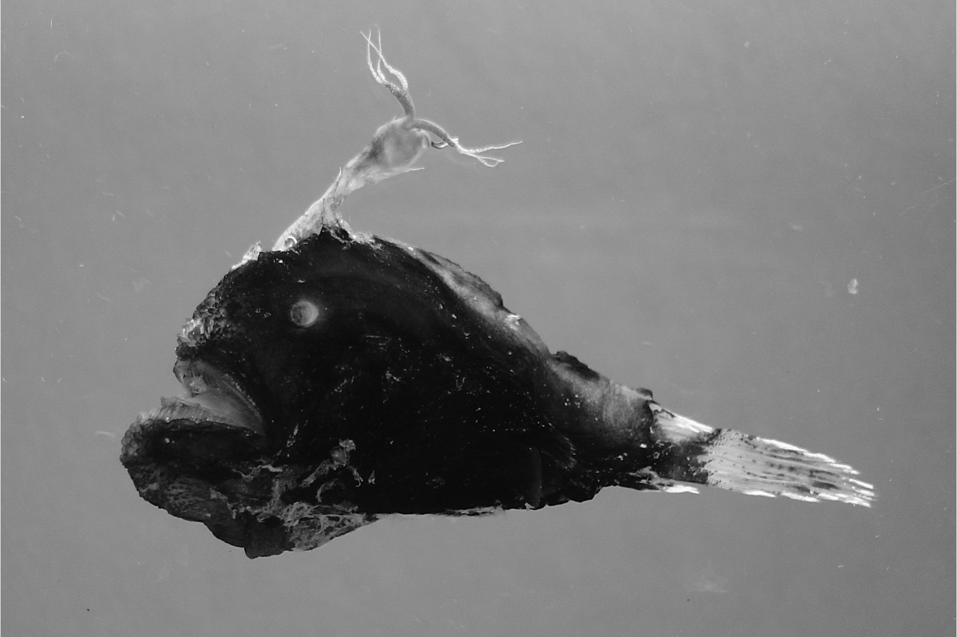 黑冠疏刺角鮟鱇