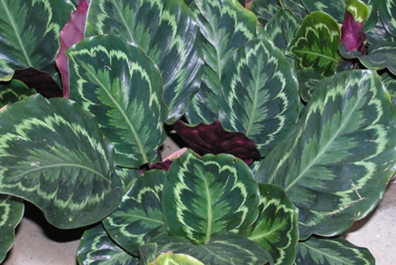 ="gnwq1sd9vz">彩虹竹芋(学名: i>calathea roseopicta  /i> (linden)