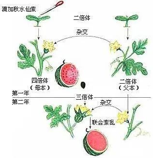 三倍体食物听着很厉害有木有？无籽西瓜就是_百科TA说