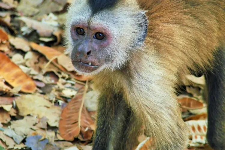  p>棕帽卷尾猴(学名: i>cebus brunneus /i>):卷尾猴科,卷尾猴属动物.