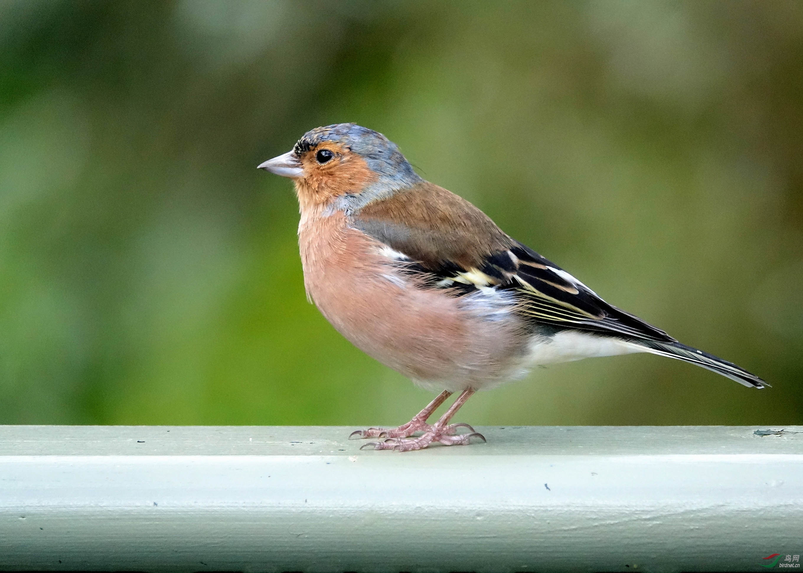 ife52gn">燕雀是雀形目燕雀科燕雀属鸟类,又称虎皮雀,麻蜡,虎皮燕鸟