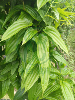 百部（百部科百部属植物）_百度百科
