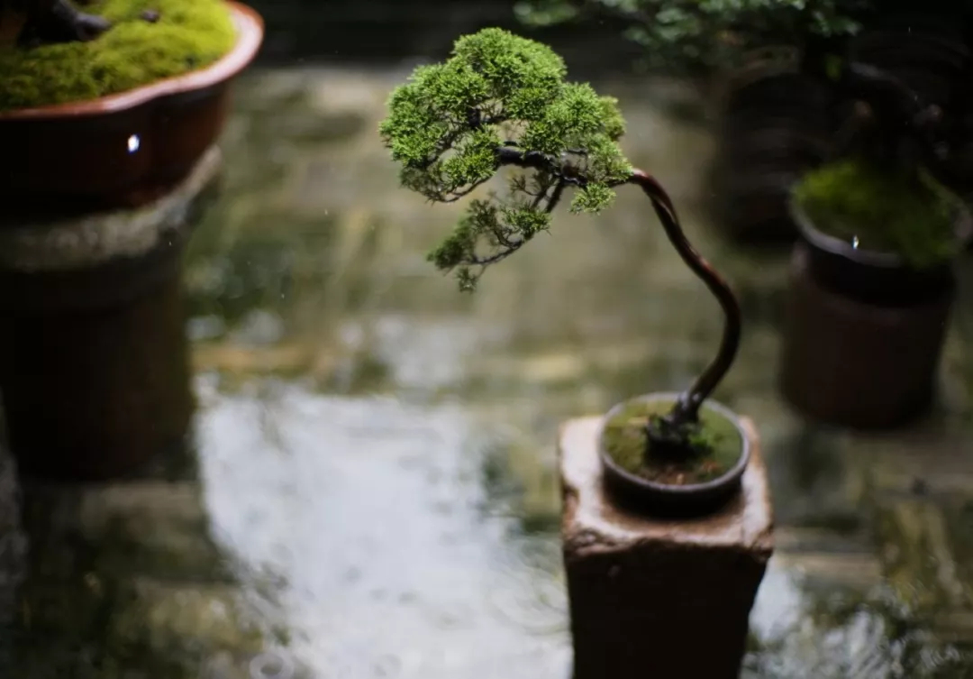 江南 梅子黄时雨 百科ta说