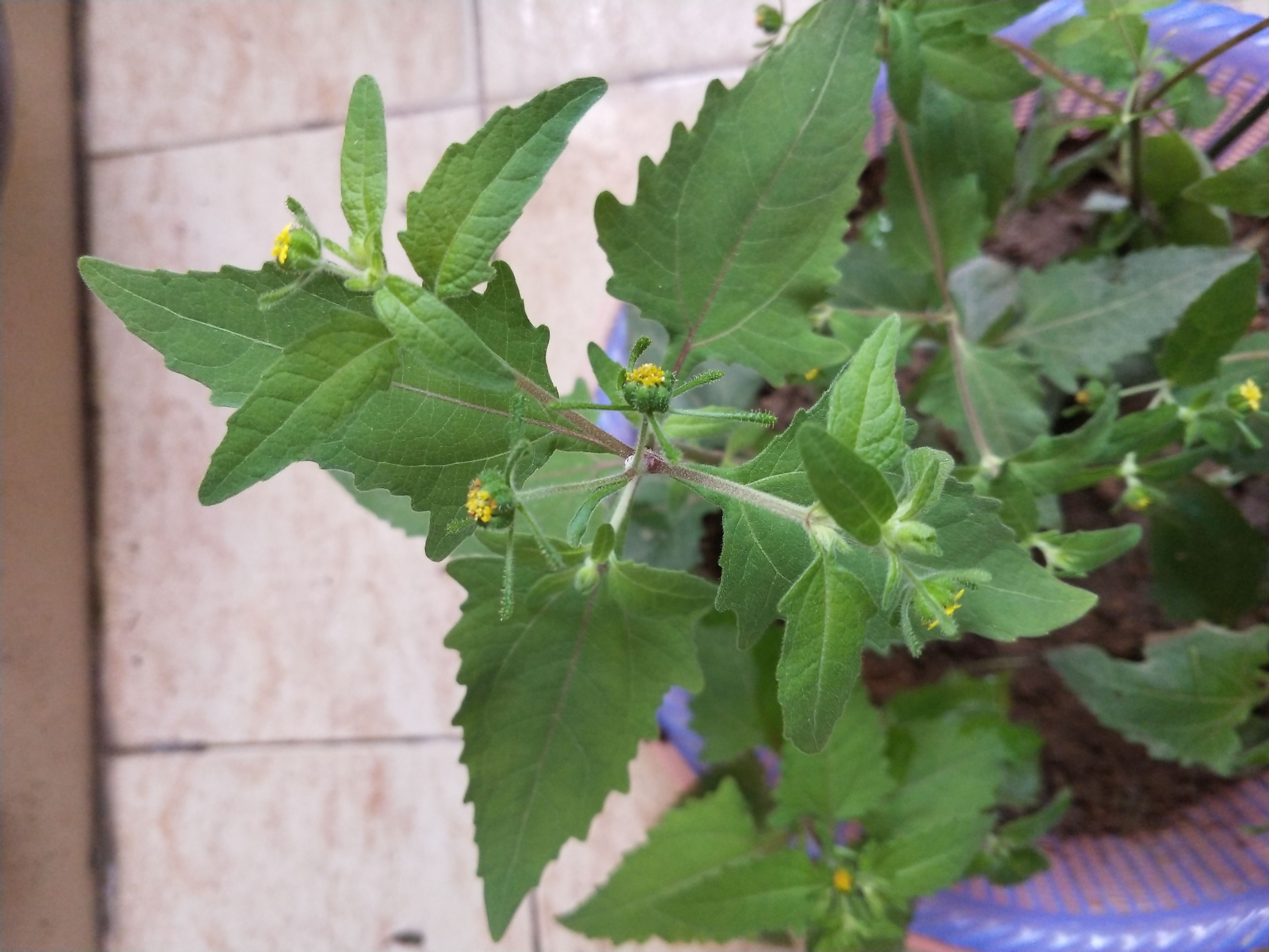 siegesbeckia pubescens