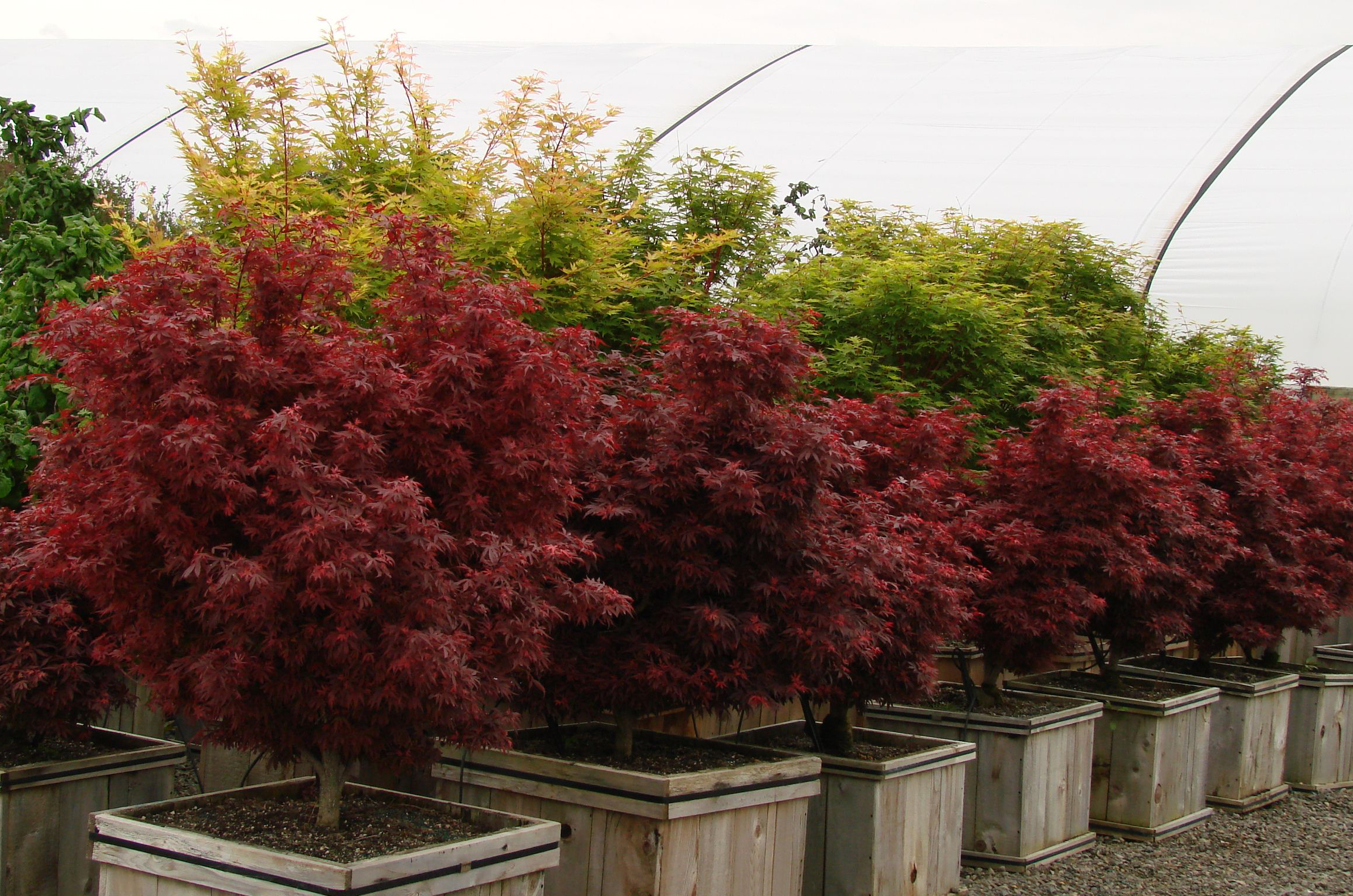  p>塞娜红枫(拉丁学名:saina mapa rubra)三季红品种,属小乔木原产于