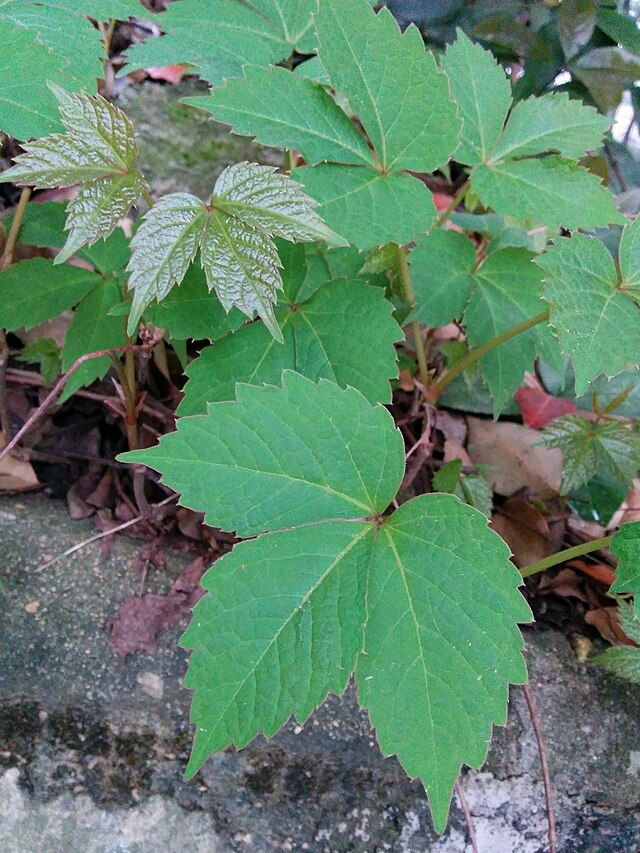 地锦（葡萄科地锦属的一种植物）_百度百科
