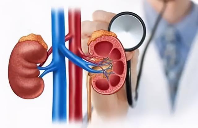 临床所说肾恶性肿瘤,主要指肾癌. /p>