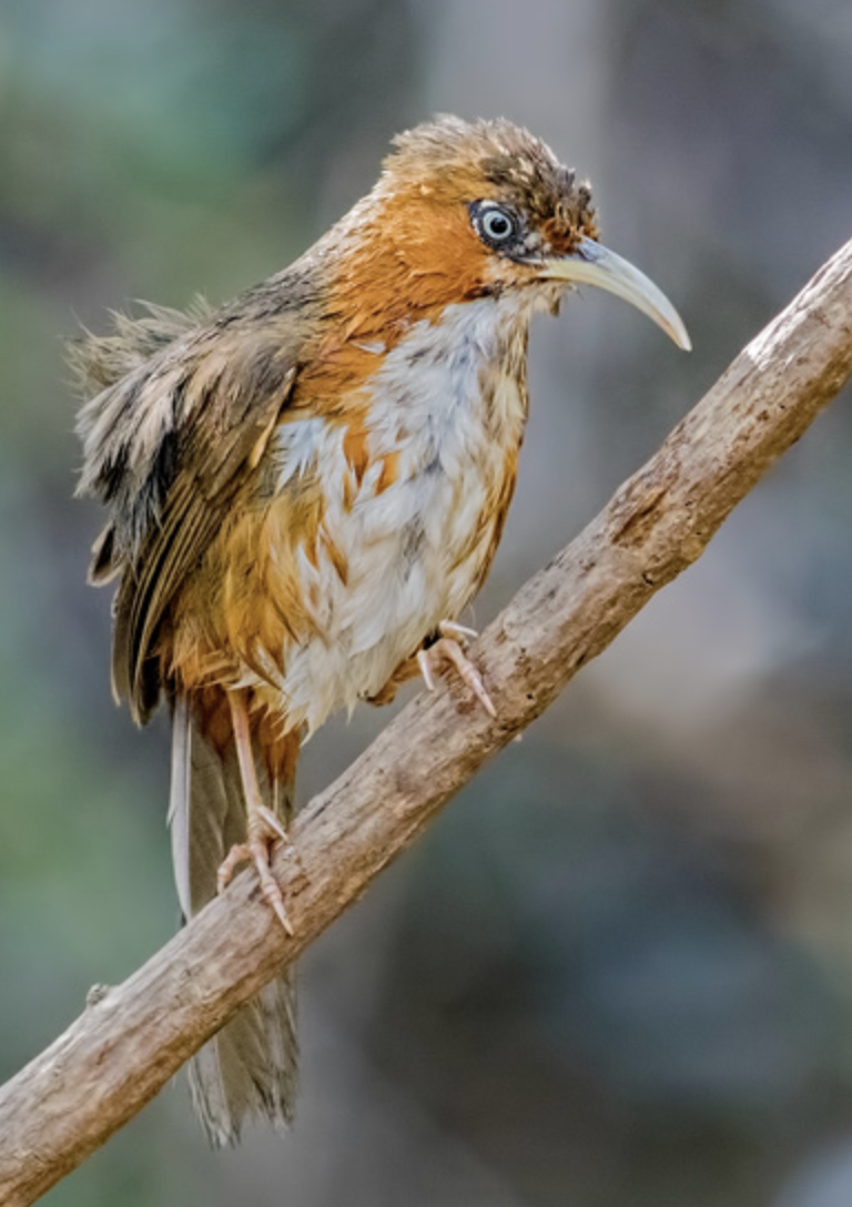  i>pomatorhinus erythrogenys /i>)是画眉科,钩嘴鹛属型鸟类,体长22