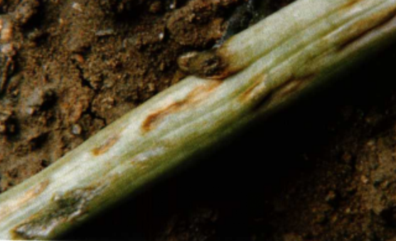 菠菜茎枯病