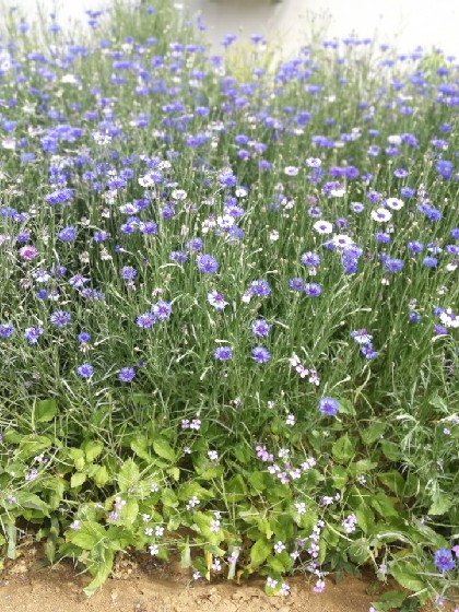 凹凸世界之all金章