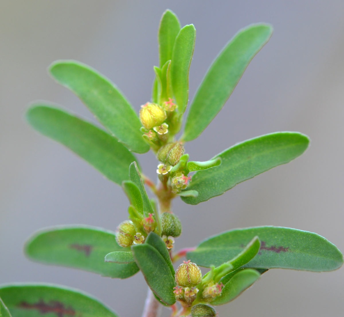  p>斑地锦草(学名: i>euphorbia maculata /i> l.
