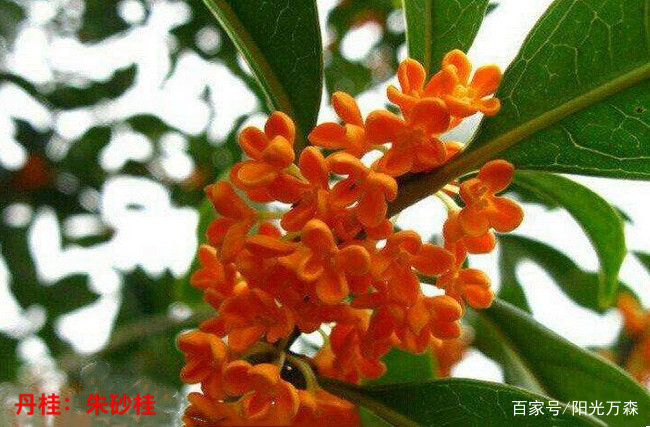 桂花——四大类主要二十五个名贵品种详介_百科TA说