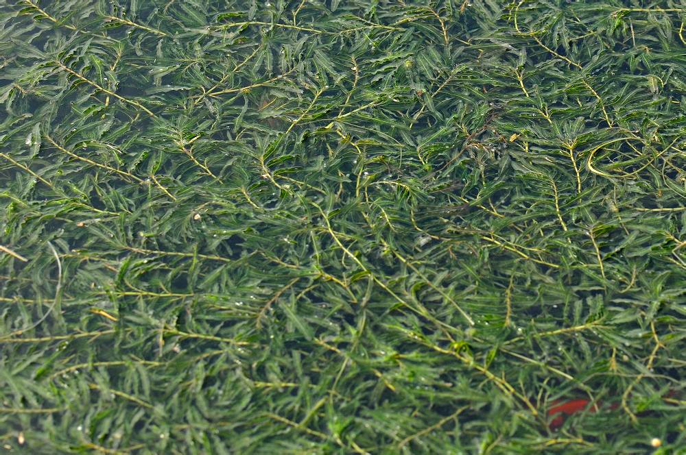  p>菹草(学名: i>potamogeton crispus /i> l.