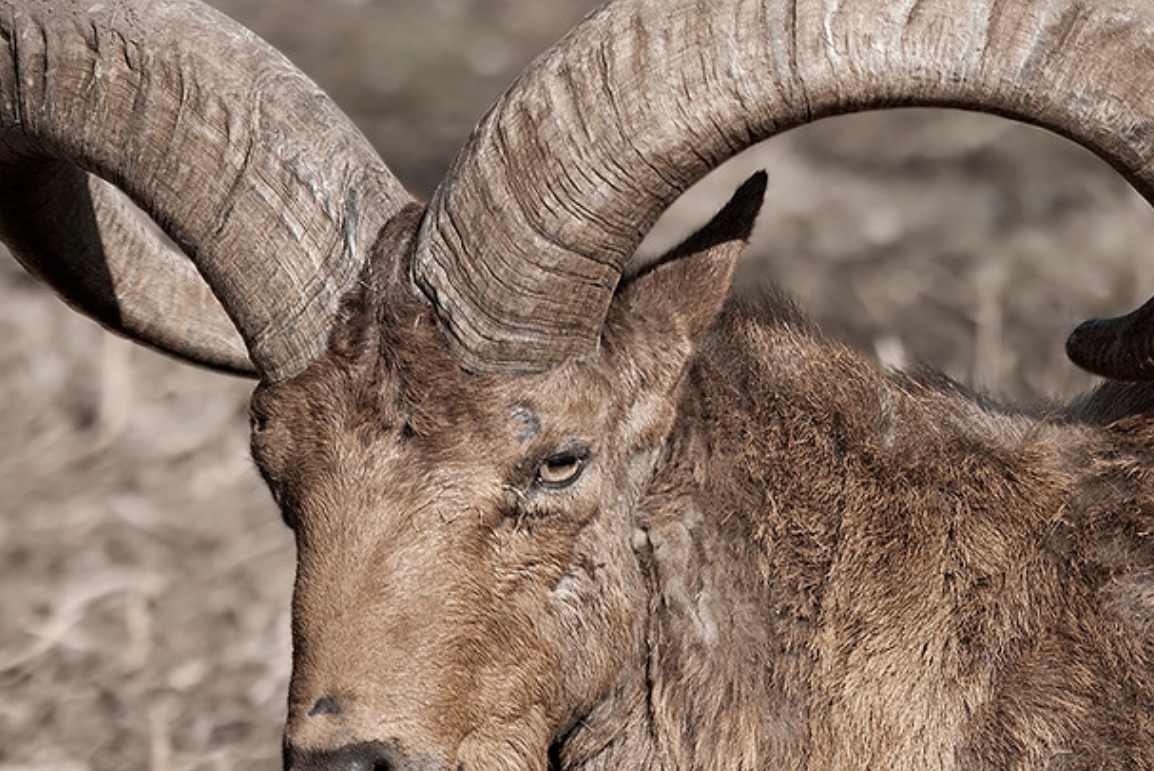 高加索羱羊(学名:  i>capra cylindricornis /i>):是偶蹄目,牛科,山羊