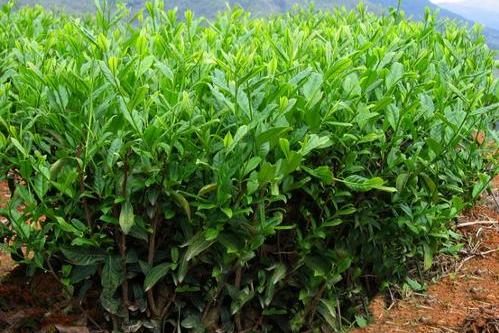 苏柳黑龙江无性系b8