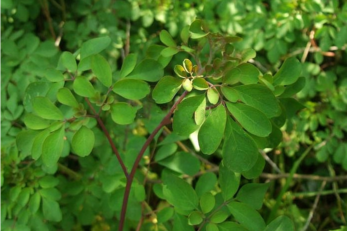  p>臭节草(学名: i>boenninghausenia /i>&nbsp; i>albiflora /i>