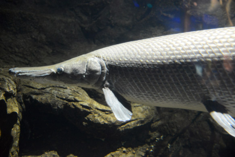  p>鳄雀鳝(学名: i>atractosteus spatula /i>):是雀鳝目,雀鳝科,大