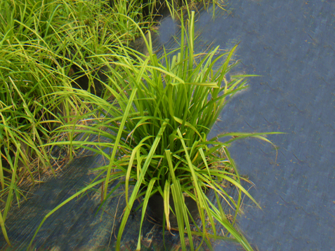 硬短茎宿柱苔草