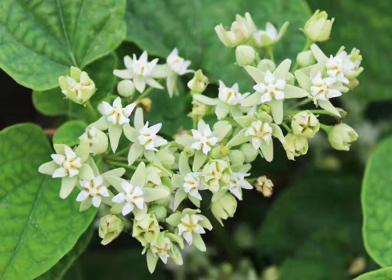 何首乌（蓼科何首乌属植物）_百度百科