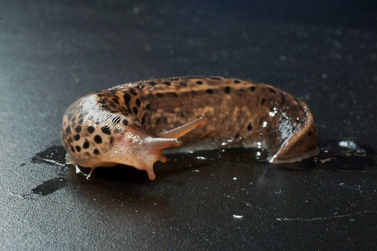 蛞蝓 没房还那么嚣张 百科ta说