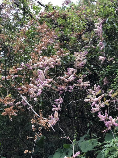  p data-id="go05x86fqz">厚果崖豆藤(学名: i>millettia pachycarpa 