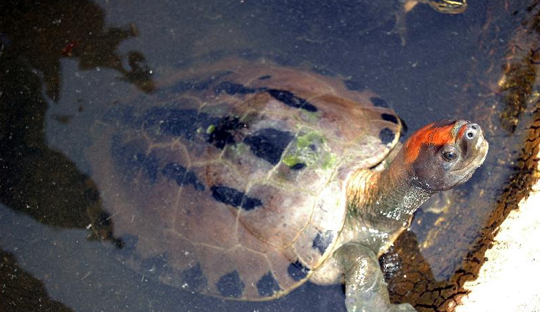  p>咸水龟(学名: i>batagur borneoensis /i>)是淡水龟科,咸水龟属的