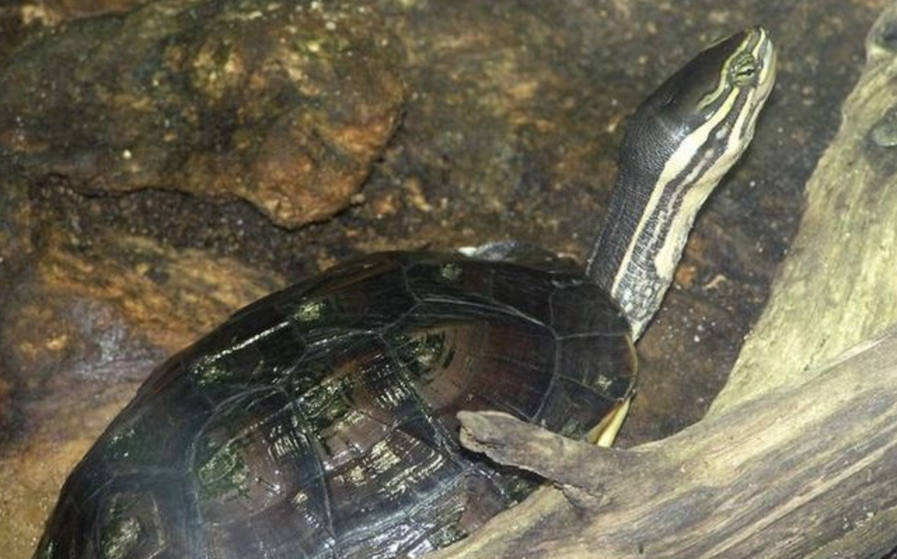  p>安南龟(学名: i>mauremys annamensis /i>)是地龟科,拟水龟属爬行