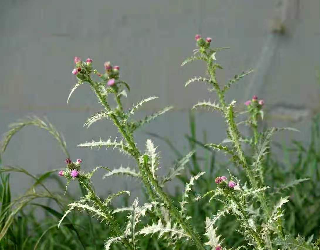飞廉一名是从《山海经》而来，植物本身有何特征？_百科TA说