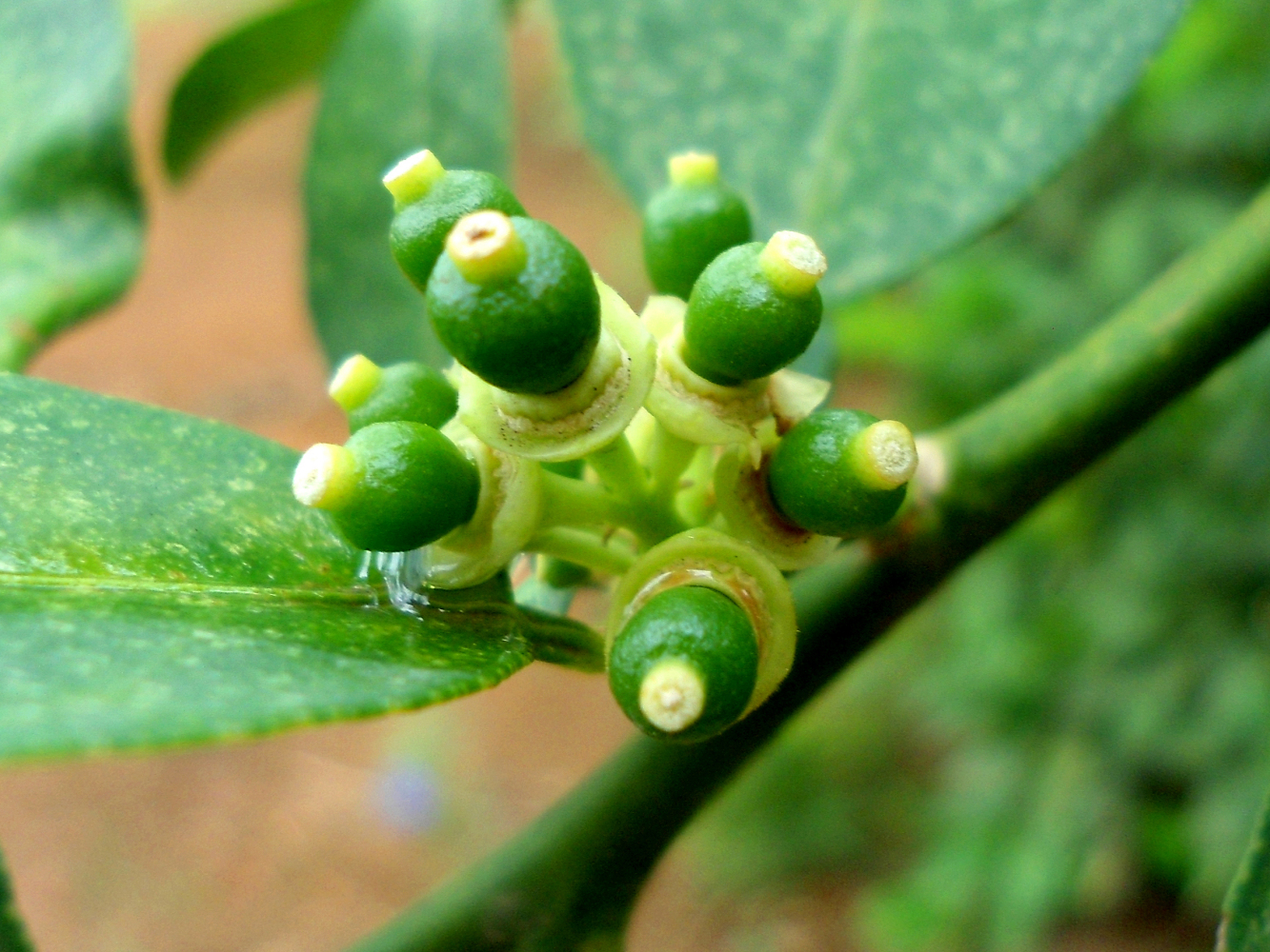 枳（芸香科柑橘属植物）_百度百科