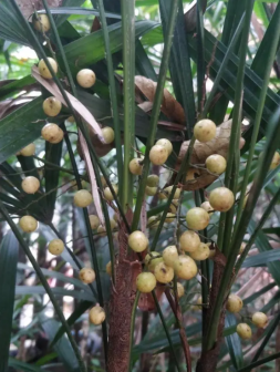 棕竹（棕榈科棕竹属植物）_百度百科