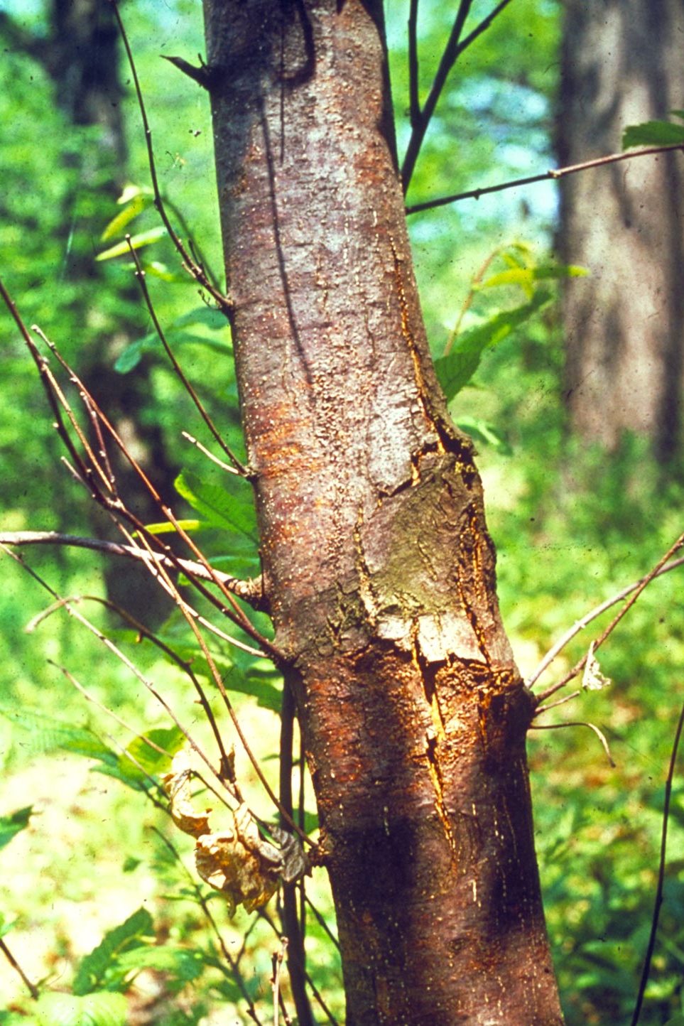  p>板栗疫病又称干枯病,胴枯病,溃疡病,是由栗疫菌侵染所引起的,发生