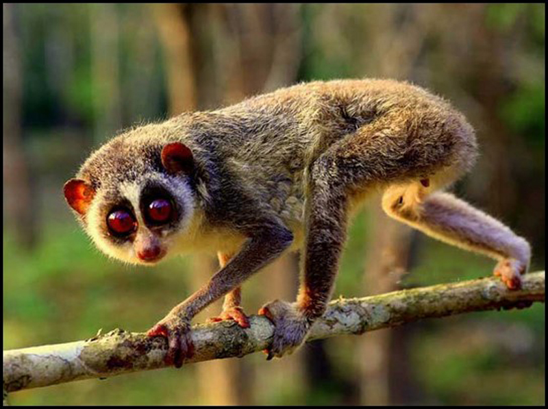  p>红懒猴(学名 i>loris tardigradus /i>):是灵长目,懒猴科,懒猴属的