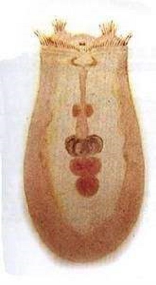 系广义的 a href="#" data-lemmaid="11055787">轮形动物 /a>和 a