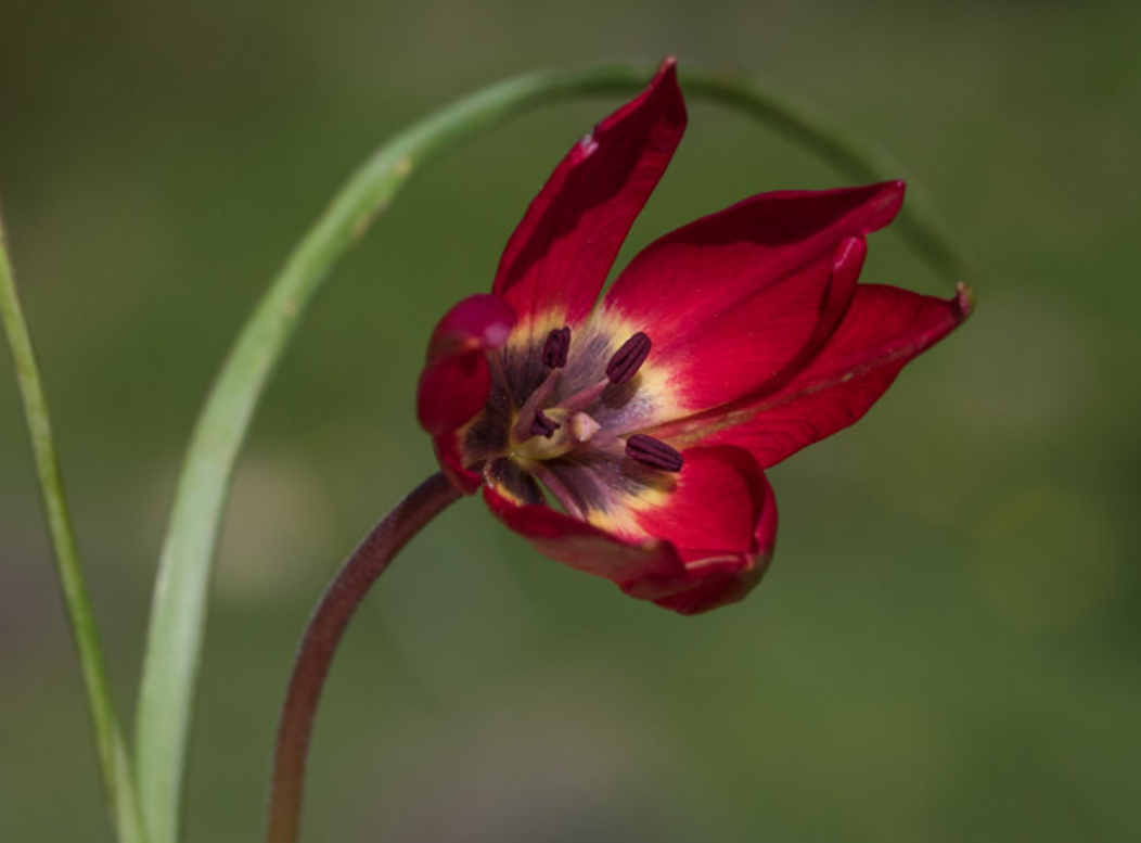  p>阿卡玛斯半岛郁金香(学名: i>tulipa akamasica&nbsp; /i>