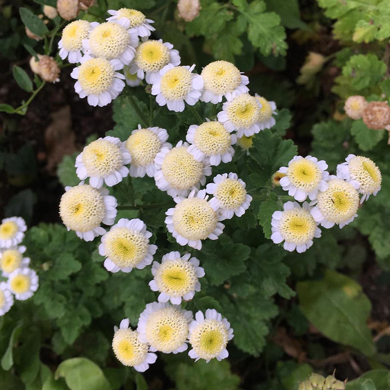 brachanthemum mongolicum