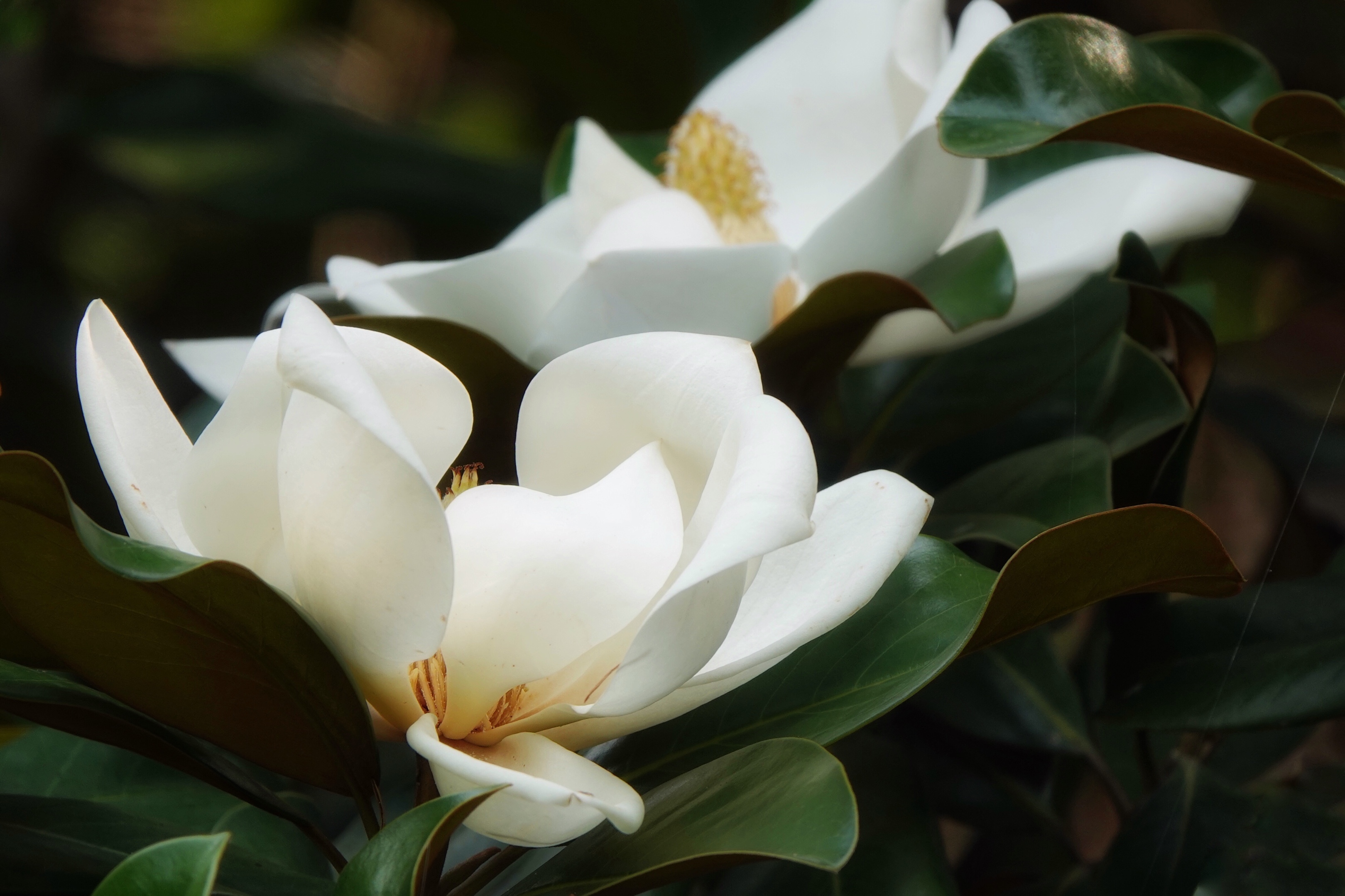 荷花玉兰18园一190004