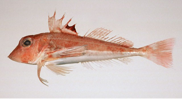  p>短鳍红娘鱼(学名: i>lepidotrigla microptera /i>)是鲂鮄科,红娘