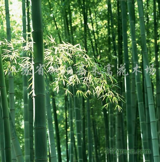  p>淡竹(学名: i>phyllostachys glauca /i> mcclure)是禾本科,刚竹属