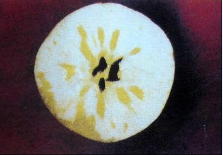  p>苹果水心病又称糖化病,蜜果病.