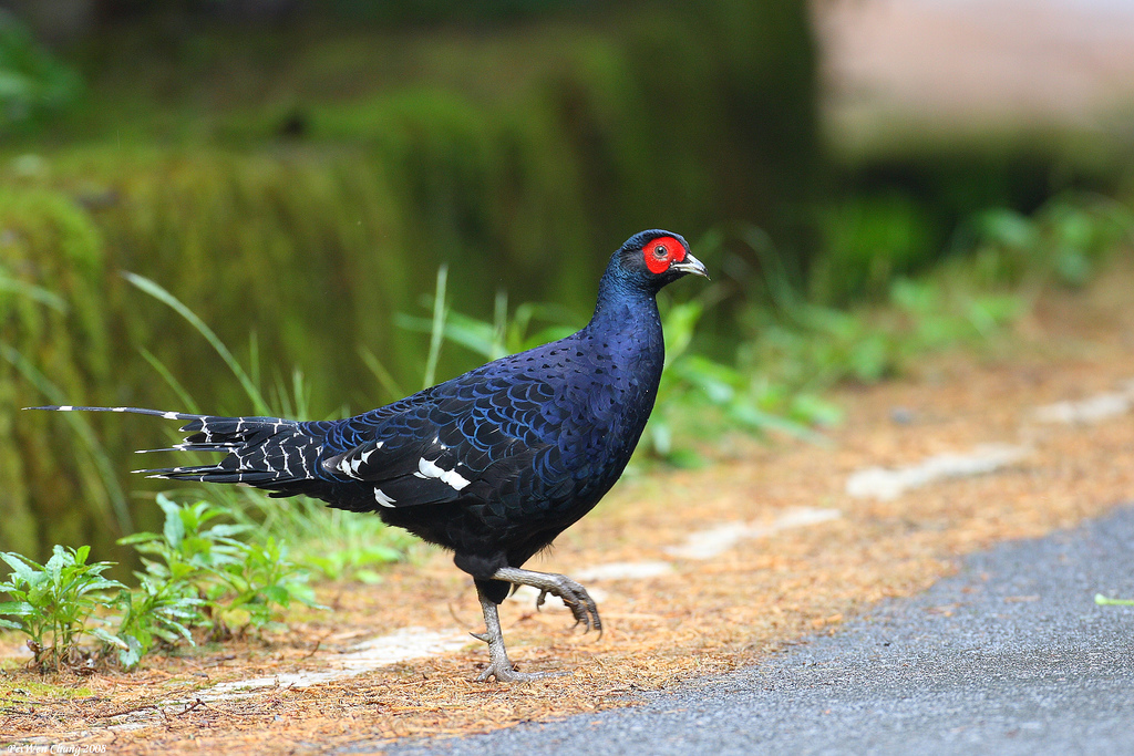 id="gnx3tygxqe">黑长尾雉(学名: i>syrmaticus mikado /i>)大型鸡类