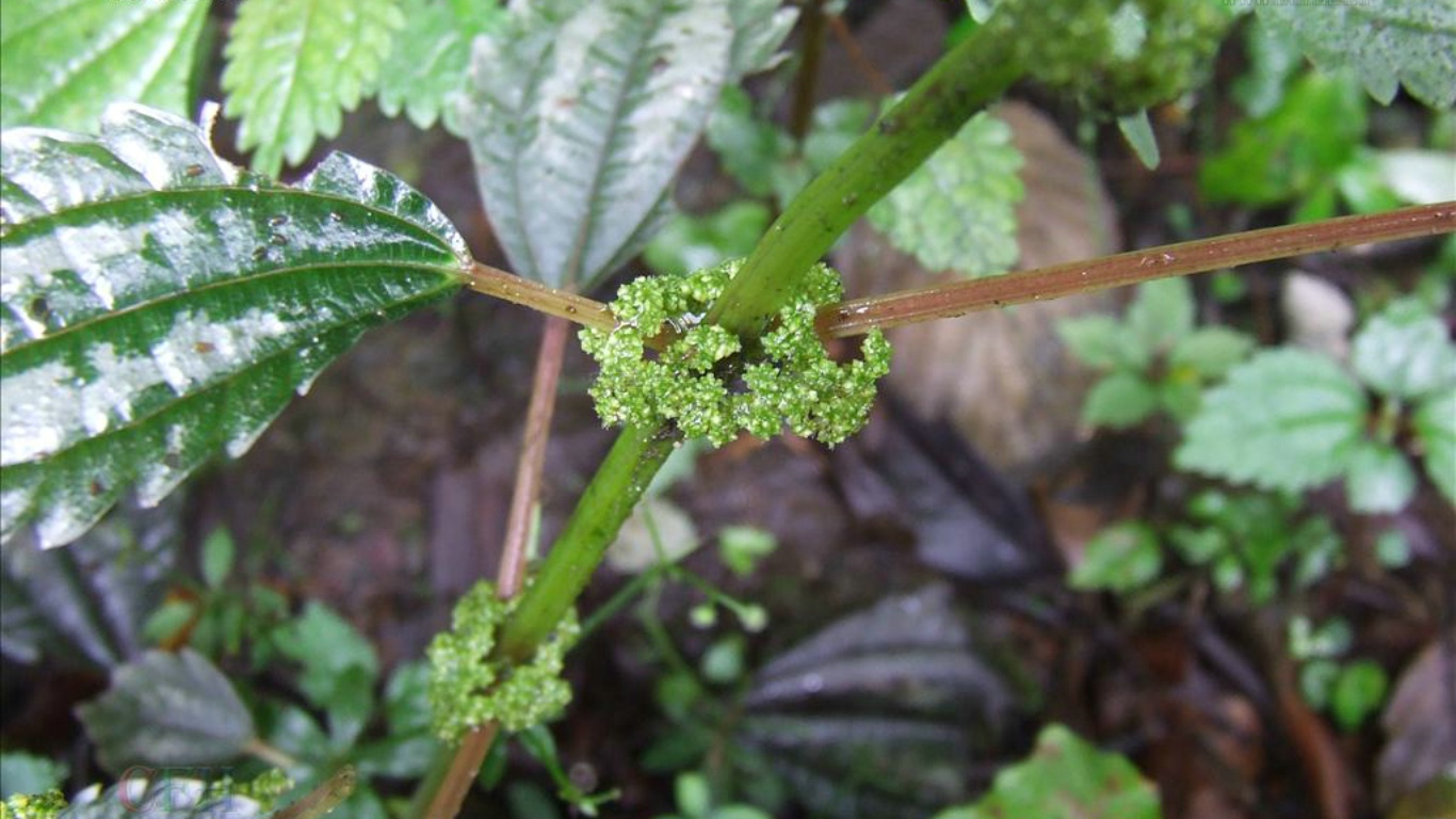  p>钝齿冷水花(学名: i>pilea penninervis /i> c. j.