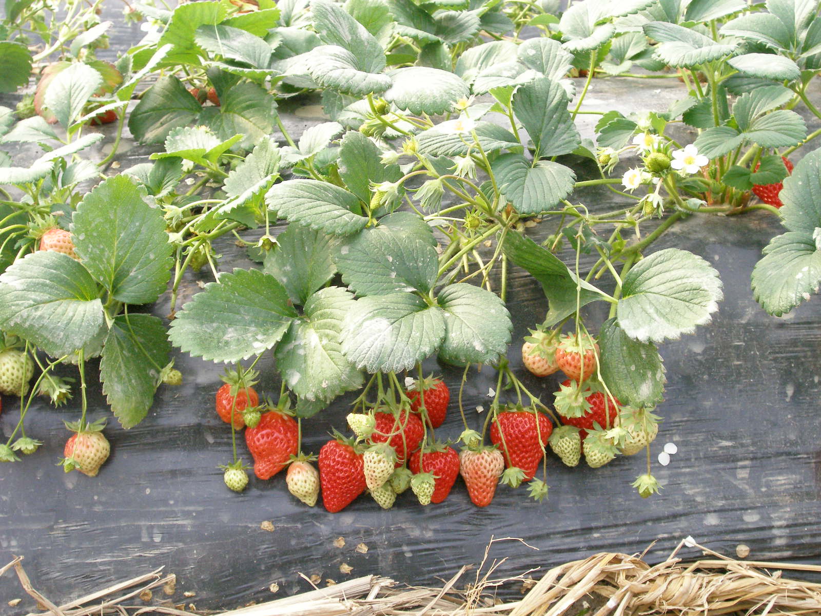  p>匍匐茎是指沿地平方向生长的茎.