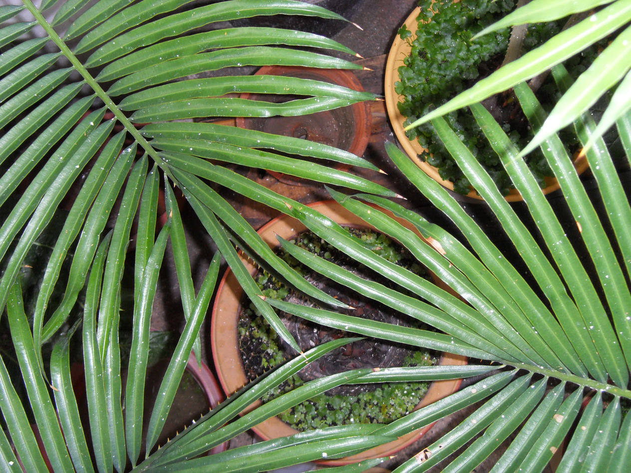  p>宽叶苏铁(cycas balansae)是 a target="_blank" href="/item/苏铁