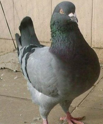 公斤鸽