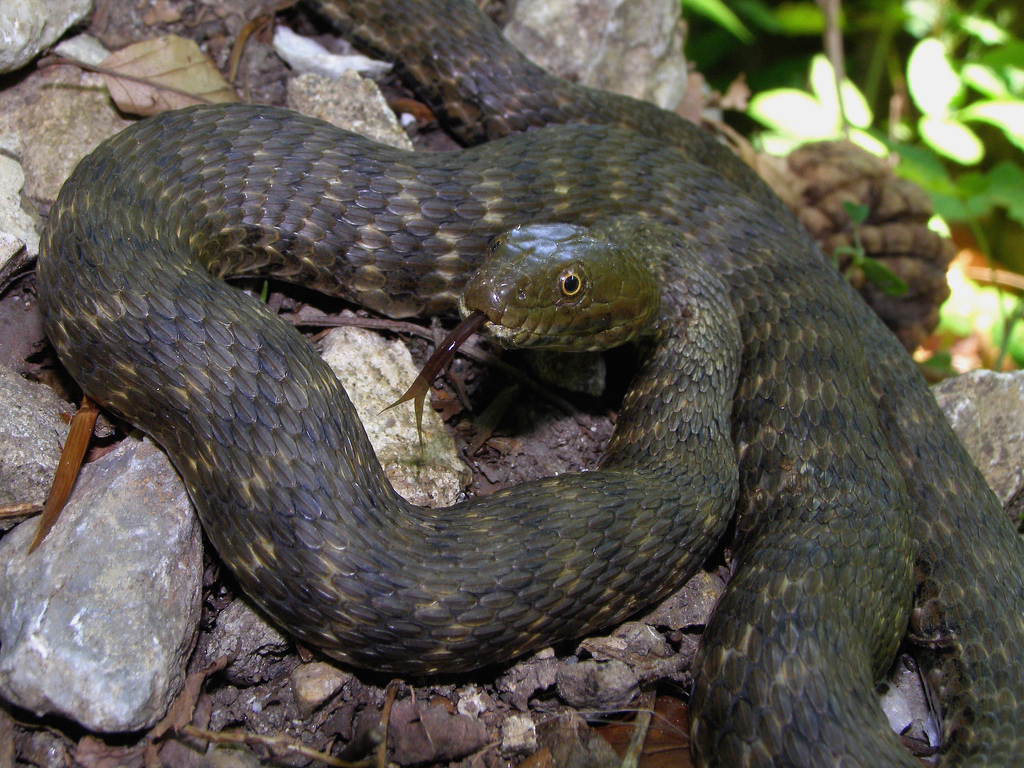  p>水游蛇( i>natrix natrix /i> linnaeus)是游蛇科,水游蛇属的无