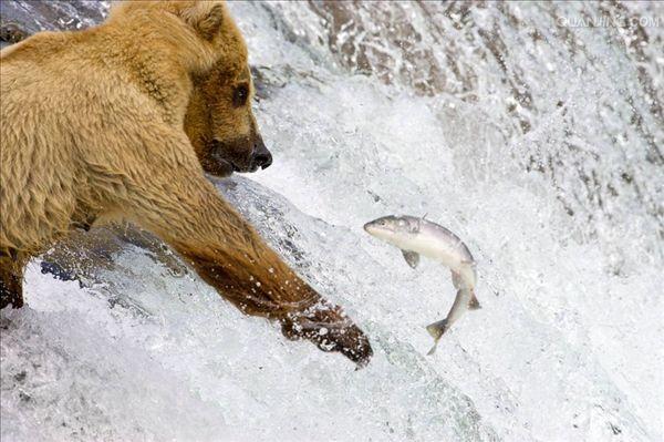 "874331">大马哈鱼 /a>, a href="#" data-lemmaid="592184">鲑鱼 /a>