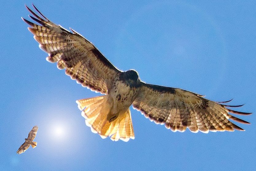  p>红尾鵟墨西哥北部亚种(学名: i>buteo jamaicensis fuertesi /i>)