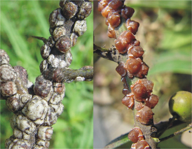  p data-id="gnwxybl2pg">蚧壳虫,又名" b> 