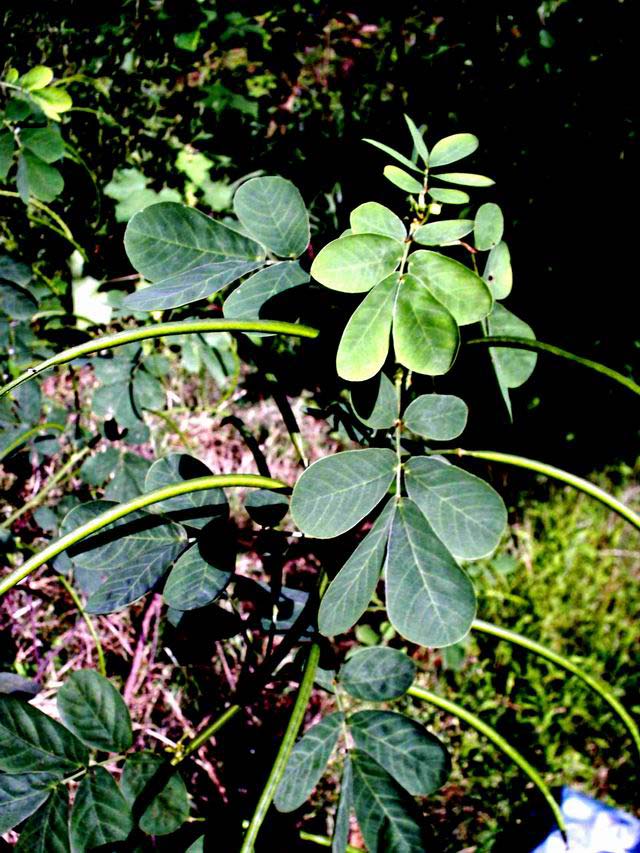 ex dc.)是菊科千里光属植物钝叶千里光的全草. /p>